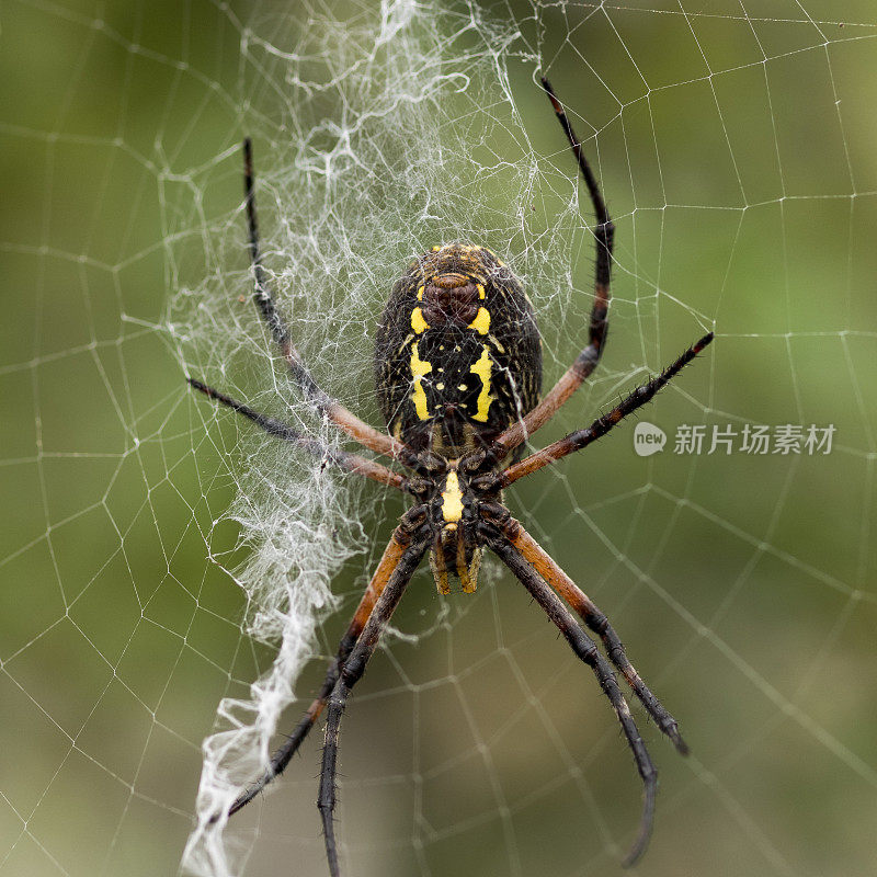 蜘蛛网由Argiope Aurantia黄色花园蜘蛛吐丝器